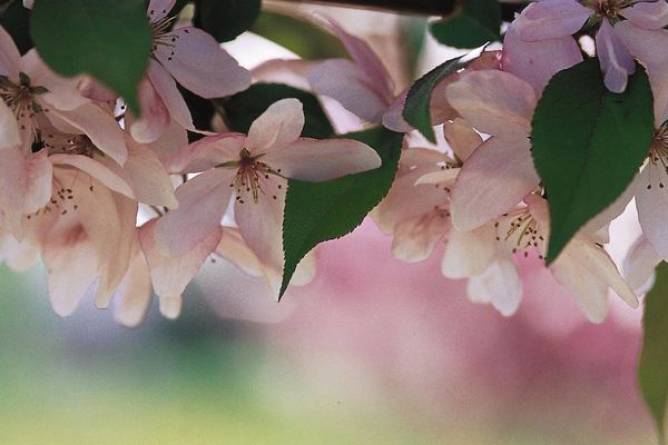 Malus Pink Spires Crab Tree