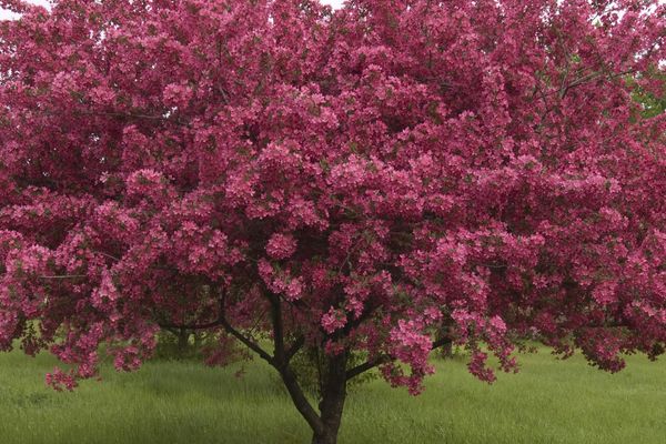 Prairifire Crabapple 25 Gallon : 1-1/2"