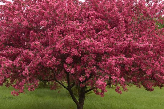 Prairifire Crabapple 25 Gallon : 1-1/2"