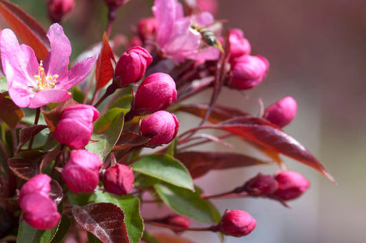 Red Splendor Crabapple #10