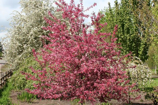 Royal Raindrops® Crabapple | 10 Gallon