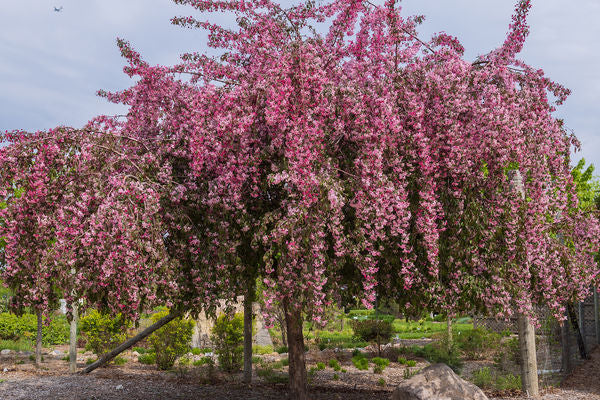 First Editions® Ruby Tears™ Crabapple