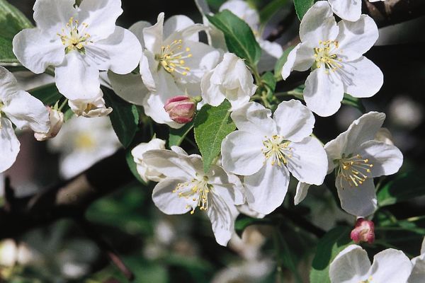 Malus- Snowdrift Crab Tree-White 25 Gal