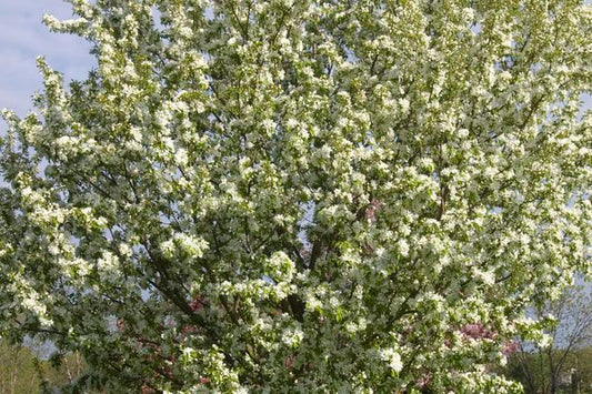 Malus - Spring Snow Crabapple - #25 Gallon : 1 3/4"
