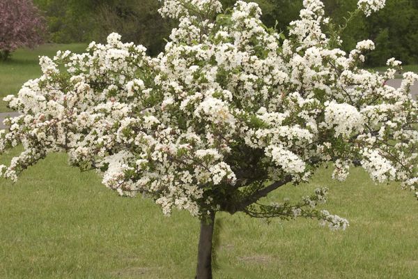 Malus- Tina Crabapple | 10 Gallon