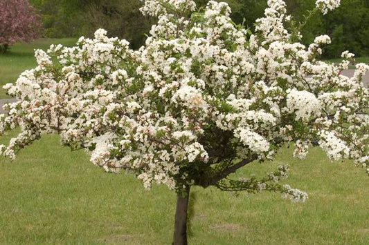 Malus- Tina Crabapple | 10 Gallon