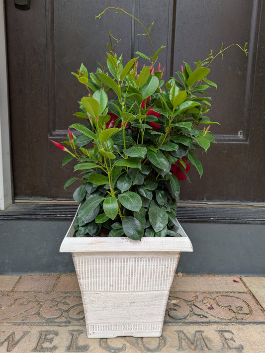 Mandevilla Patio Planter