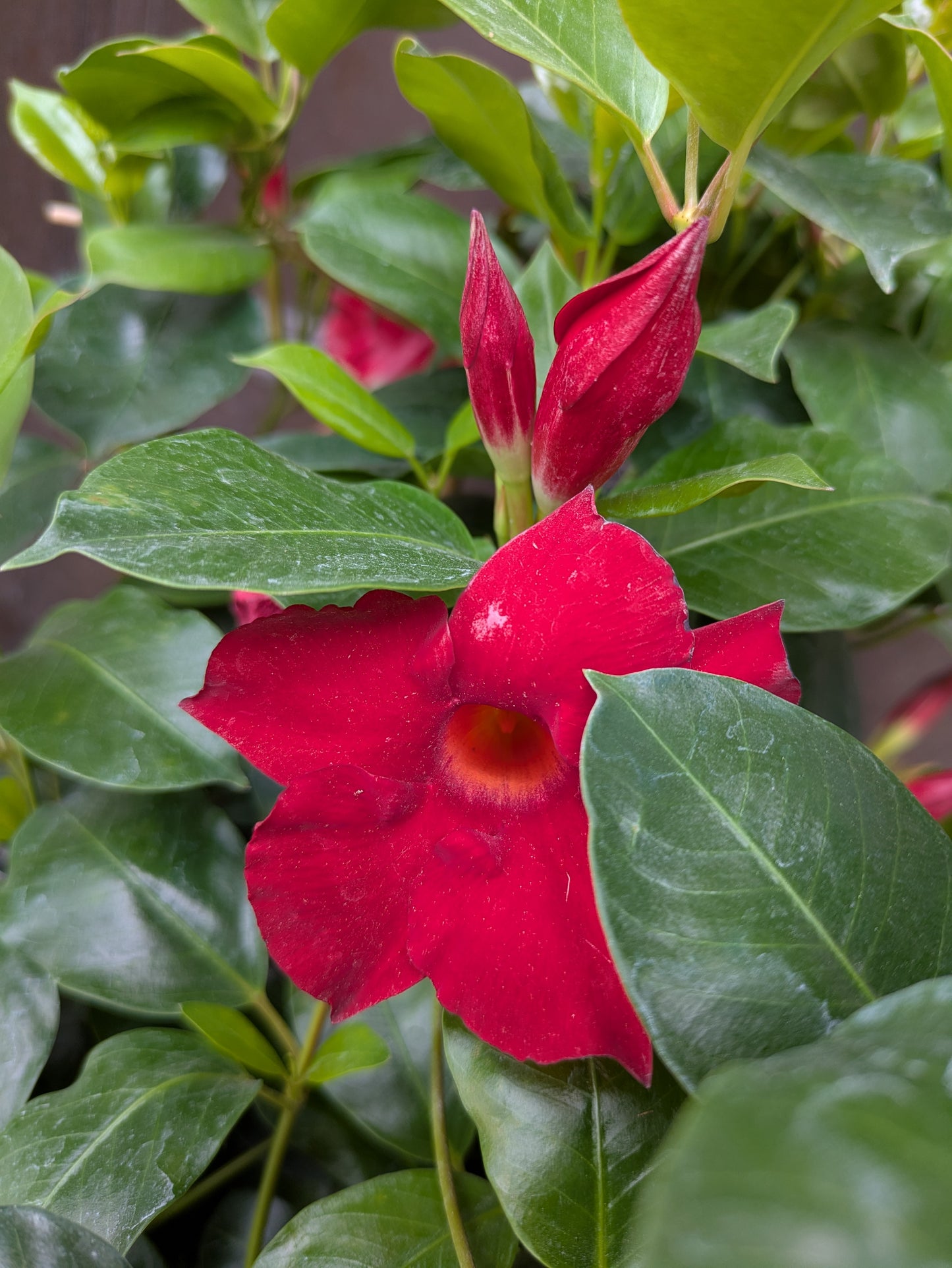 Mandevilla Patio Planter