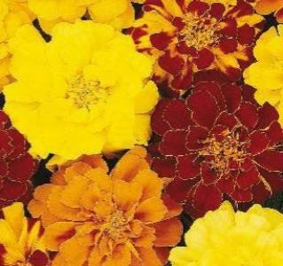 Marigolds- 4 Packs