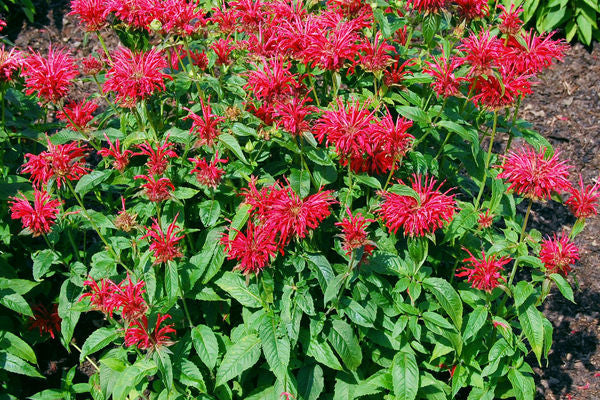 Fire Marshall Bee Balm