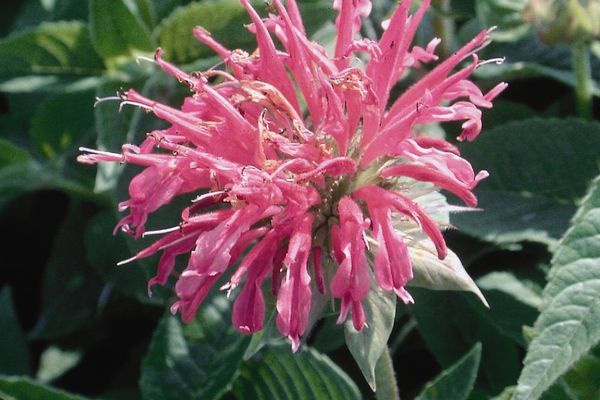 Monarda Coral Reef-pink : 1 Gallon