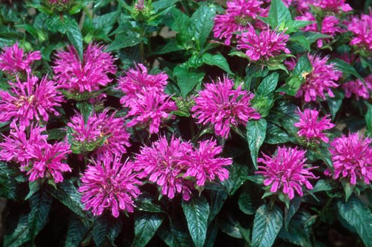 Beebalm - Grand Parade