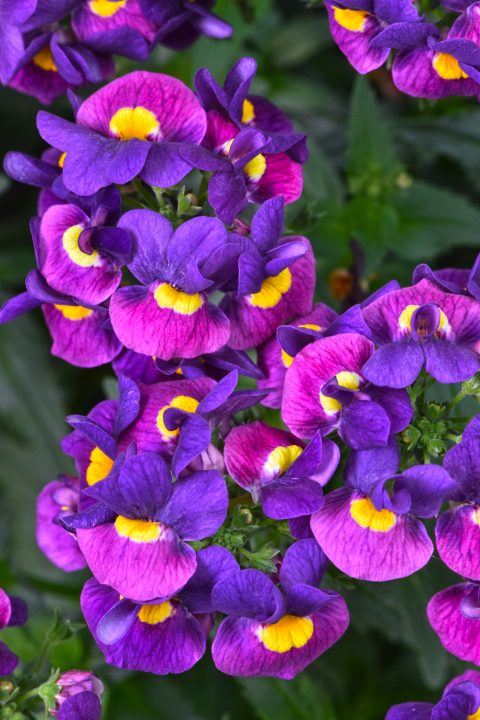 Escential Sugarberry Purple- 4.5" Fancy