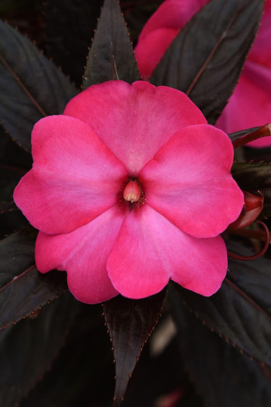 Clockwork Hot Pink Glow- 4.5" Fancy
