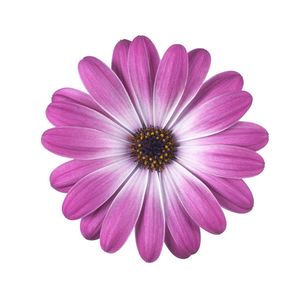 Margarita Pink Flare- 4.5" Fancy