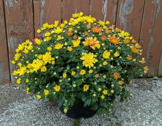 Patio Pot 10" Mum Multicolor