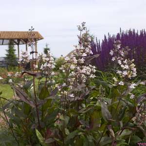 Penstemon- Husker Red Beardtongue