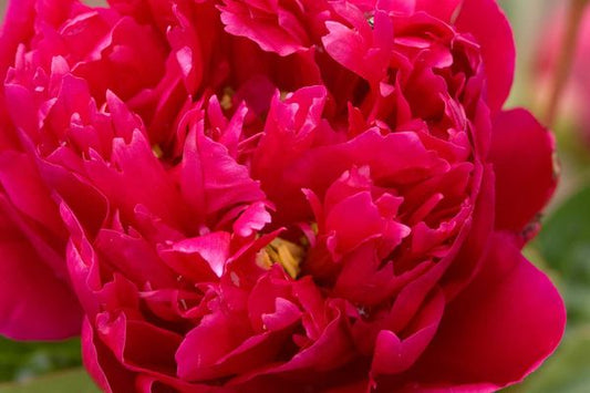 Peony - Rachel