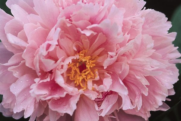 Peony- Sarah Bernhardt