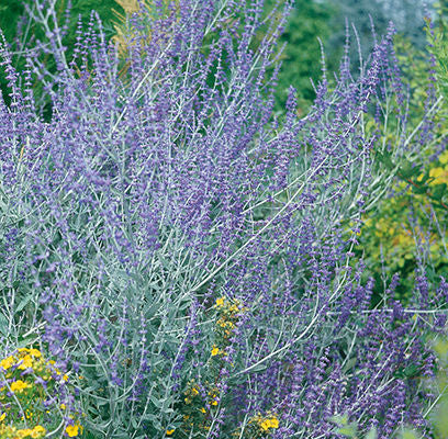 Russian Sage