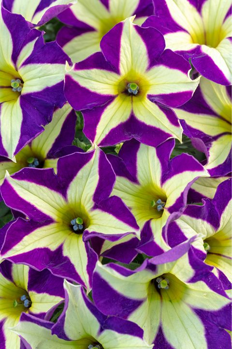 Crazytunia Frisky Violet- 4.5" Fancy