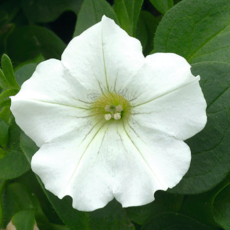 Sanguna White- 4.5" Fancy