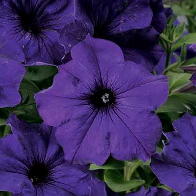 Sanguna Blue- 4.5" Fancy