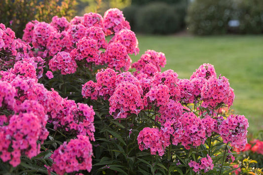 Coral Creme Drop Phlox