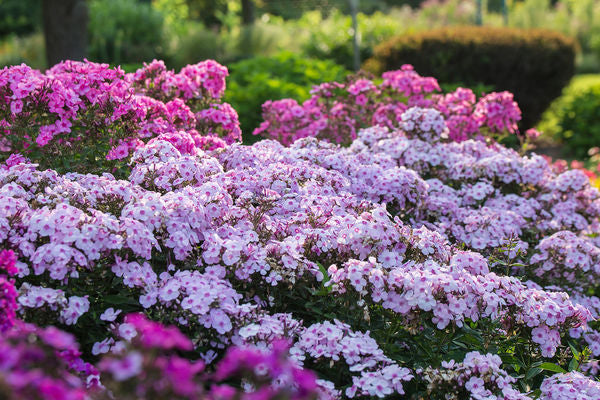 Cotton Candy Phlox