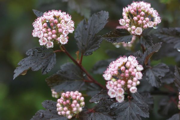 Summer Wine® Ninebark - Tree Form