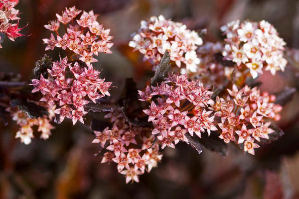 Physocarpus- Little Devil Ninebark