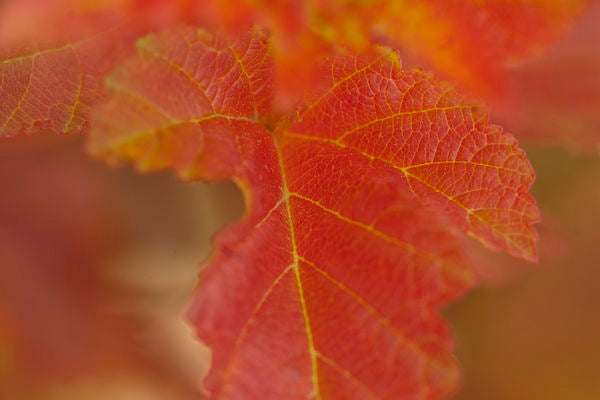 Physocarpus- Amber Jubilee Ninebark