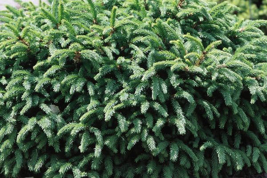 Dwarf Norway Spruce