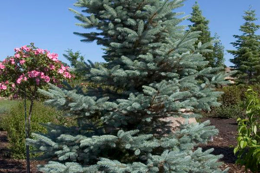 Fat Albert Blue Spruce