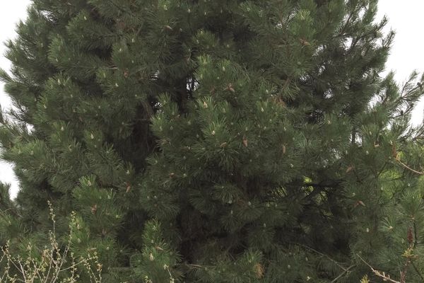 Austrian Pine