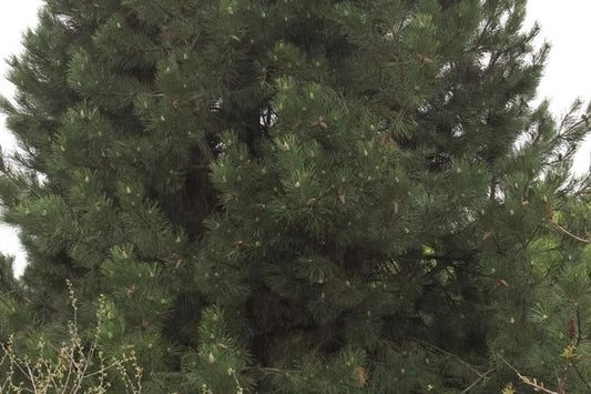 Austrian Pine