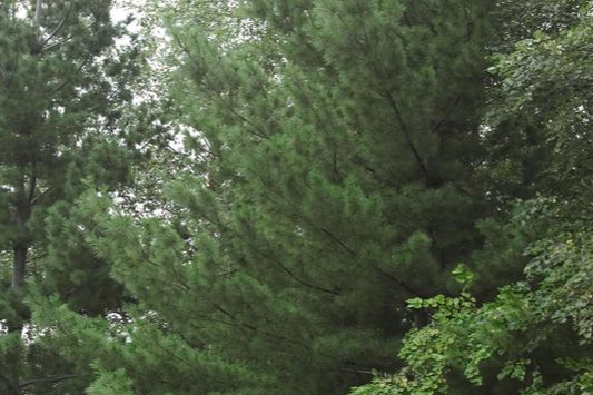 Eastern White Pine-#5