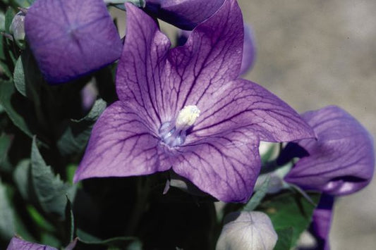 Balloonflower