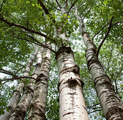 Populus- Quaking Aspen