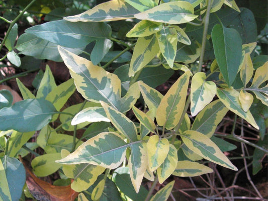 Variegated Solanum- 4.5" Fancy