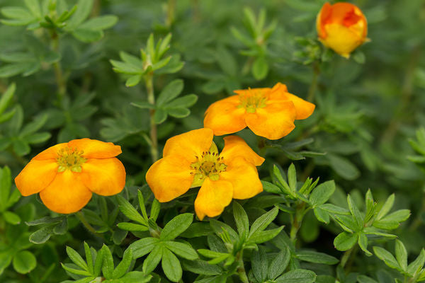 Potentilla- Mandarin Tango -2 Gallon