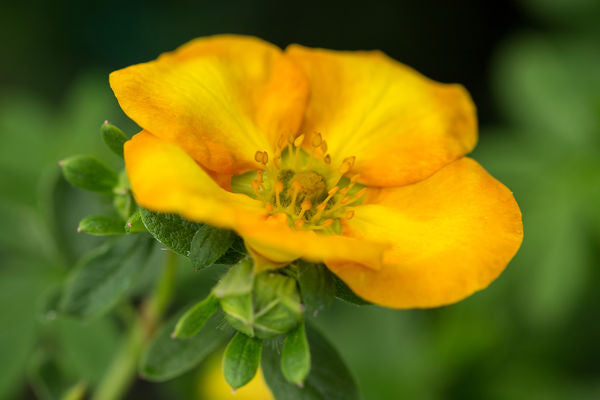 Potentilla- Mandarin Tango -2 Gallon