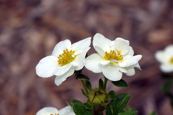 Potentilla- Creme Brulee Potentilla-White : 2 Gallon