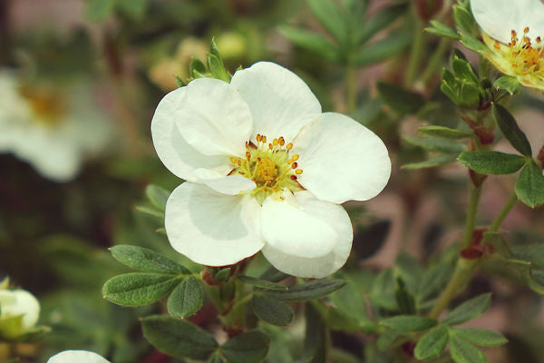 Potentilla- Creme Brulee Potentilla-White : 2 Gallon