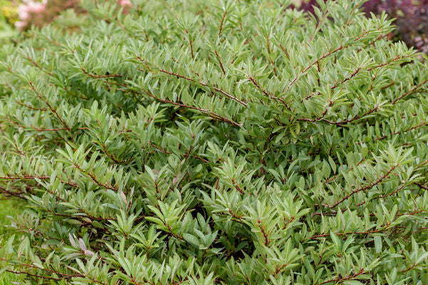 First Editions® Jade Parade® Sand Cherry