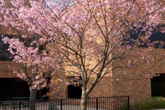 Spring Wonder™ Sargent Cherry