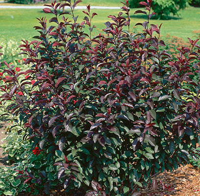 Potentilla- Purpleleaf Sandcherry- Pink : 2 Gallon