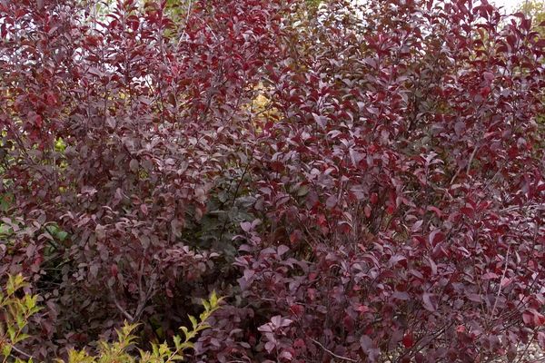 Potentilla- Purpleleaf Sandcherry- Pink : 2 Gallon