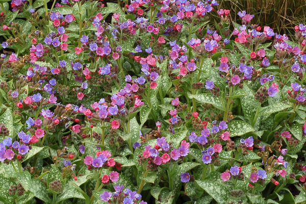 Dark Vader Pulmonaria