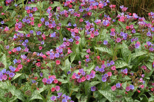 Dark Vader Pulmonaria